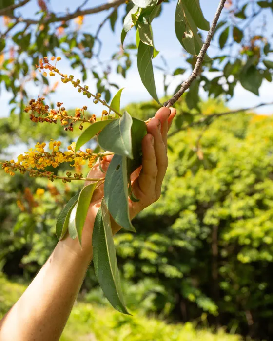 A bare arm reaching up to cradle the silver-green leaves of a flowering branch, sprays of yellow blossom behind.
