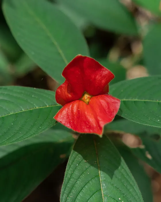 A bright red blossom opening between broad green leaves in the forest.