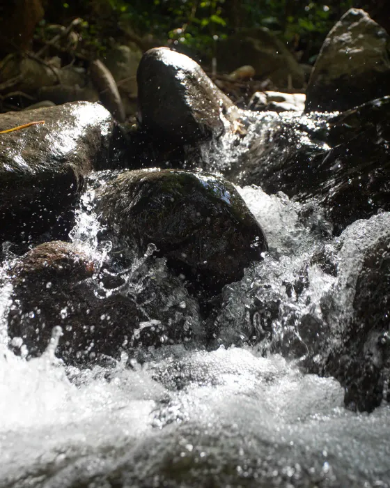 River water rushing white over dark stones, up close, with the forest behind, on the land at Amora, Dominicalito.